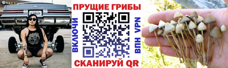 Купить где  Бакал  Галлюциногенные грибы MAGIC MUSHROOMS 